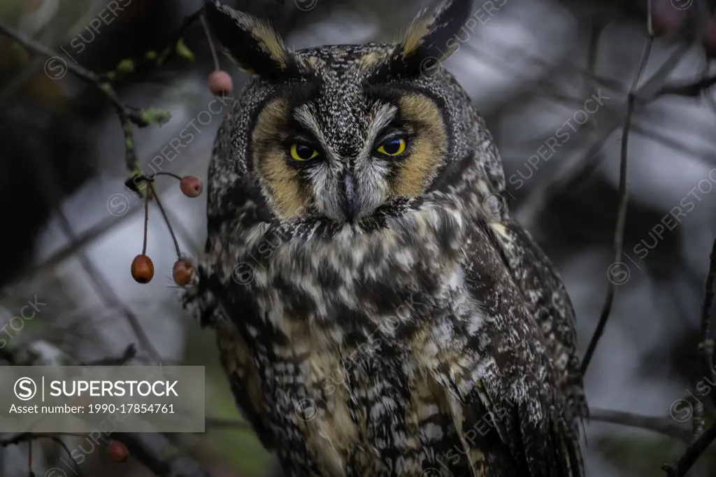 The long-eared owl (Asio otus), also known as the northern long-eared owl, is a species of owl which breeds in Europe, Asia, and North America