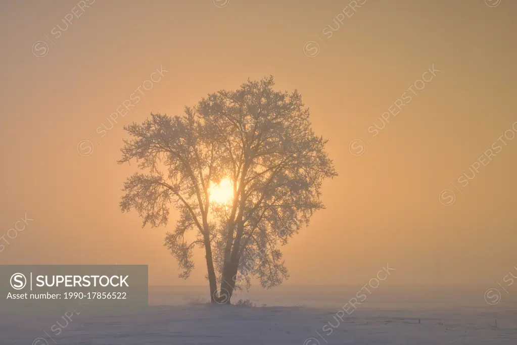 Hoarfrost covered Plains cottonwood tree in fog at sunrise Dugald Manitoba Canada