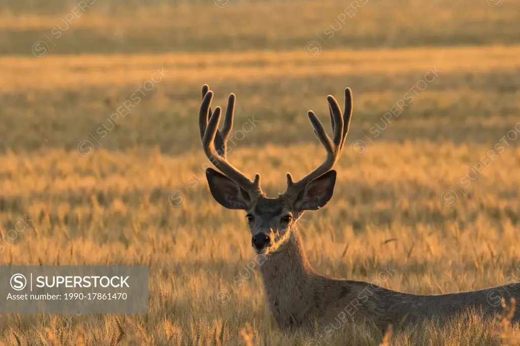 Mule deer, Odocoileus hemionus, buck in Pincher Creek, Alberta, Canada