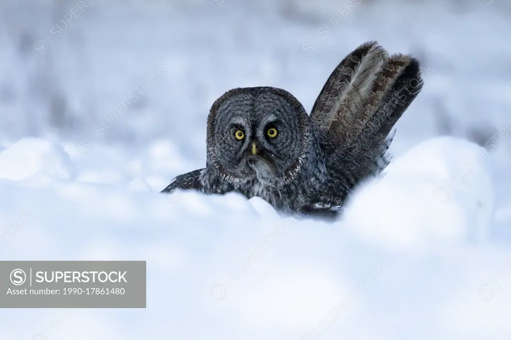 Great grey owl, Strix nebulosa, with prey near Westlock, Alberta, Canada