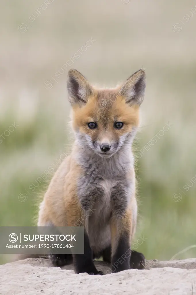 Red fox, Vulpes vulpes, kit near Fort MacLeod, Alberta, Canada.