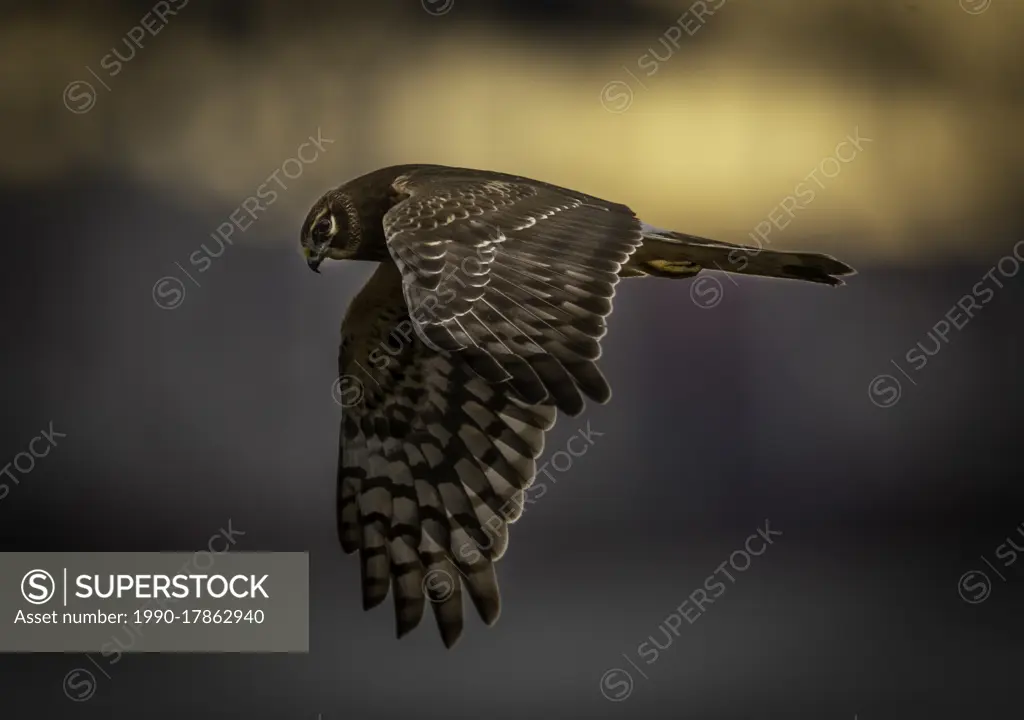 The Northern Harrier, Circus cyaneus, flying over a meadow in search of prey in British Columbia, Canada