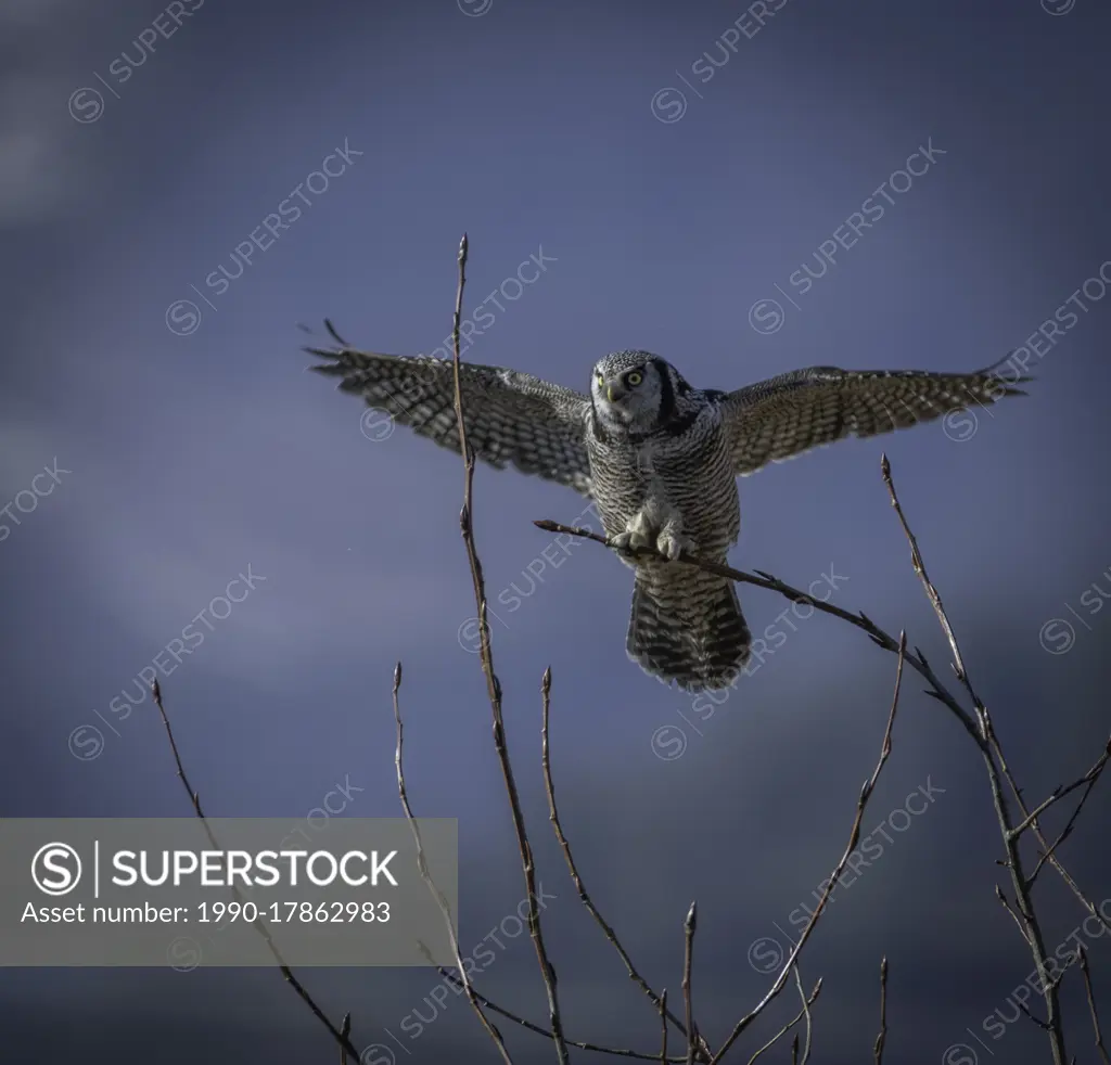 One of North America's most distinctive birds, the Northern Hawk Owl (Surnia ulula) hunts by day from conspicuous perches across the boreal forest