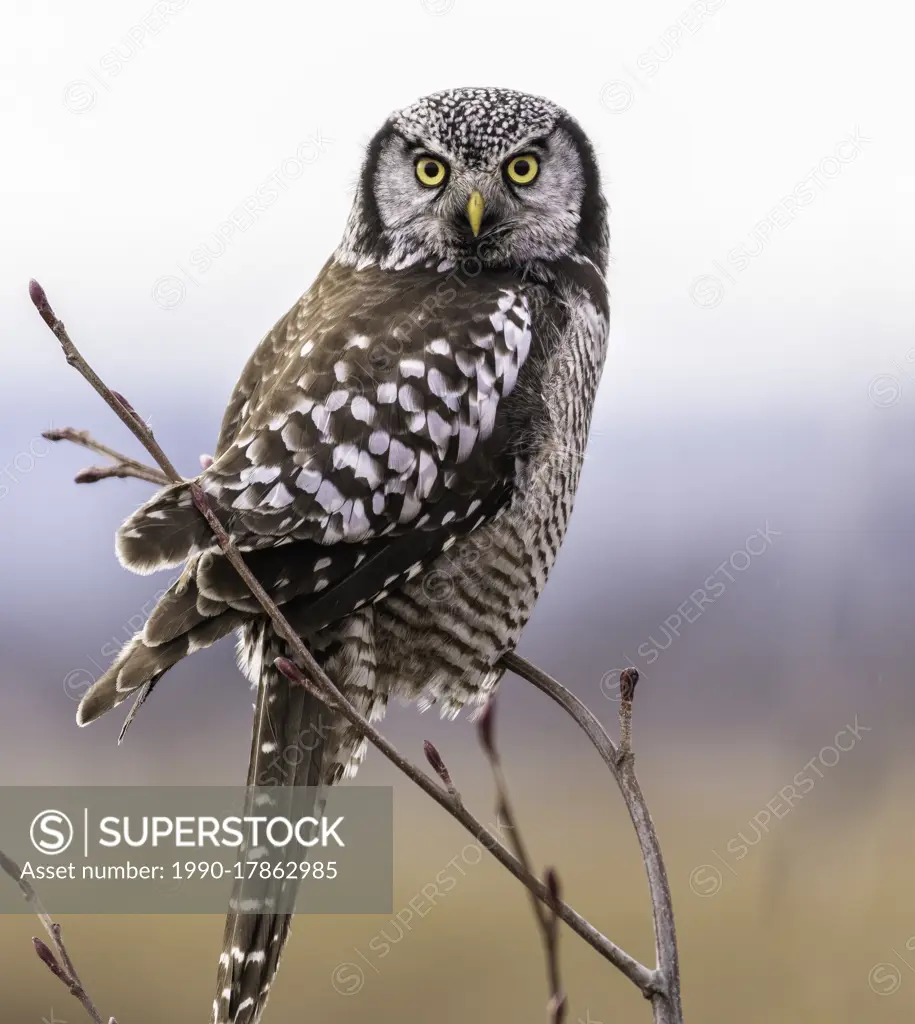 One of North America's most distinctive birds, the Northern Hawk Owl (Surnia ulula) hunts by day from conspicuous perches across the boreal forest