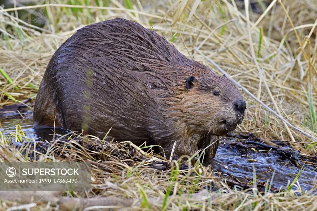 A side view of an adult beaver 'Castor canadensis', traveling in a flow of water in rural Alberta Canada