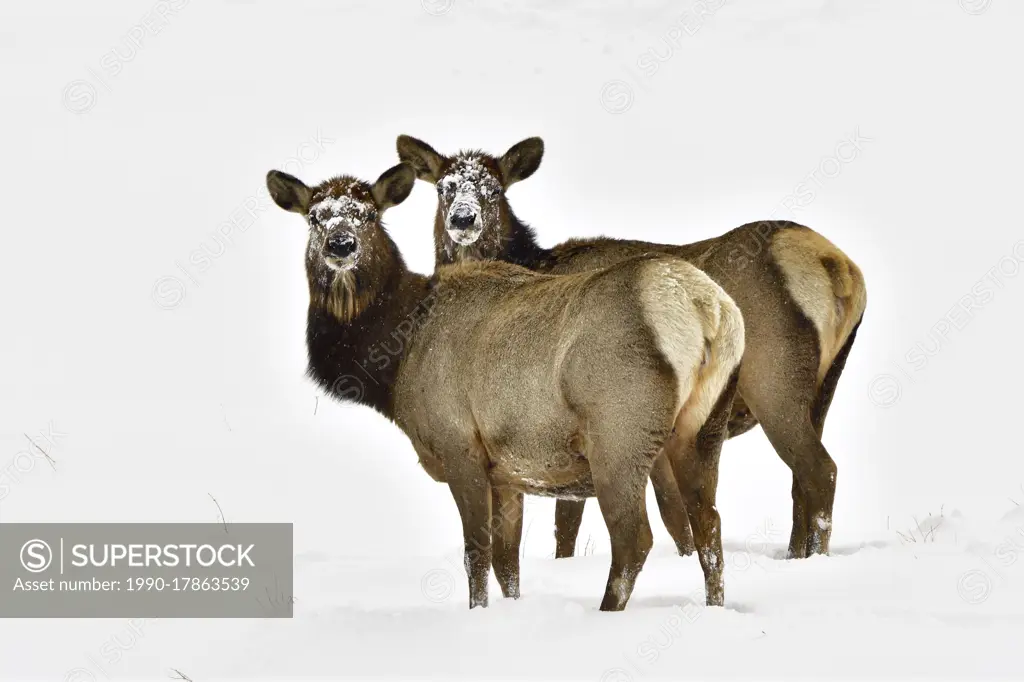 Two wild female elk (Cervus elaphus); standing in the fresh snow of winter in rural Alberta Canada