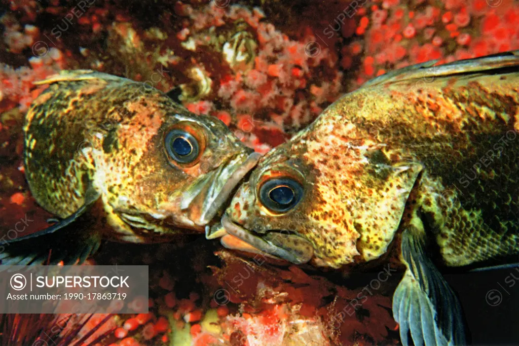 Quillback rockfish (Sebastes maliger), Quadra Island, BC