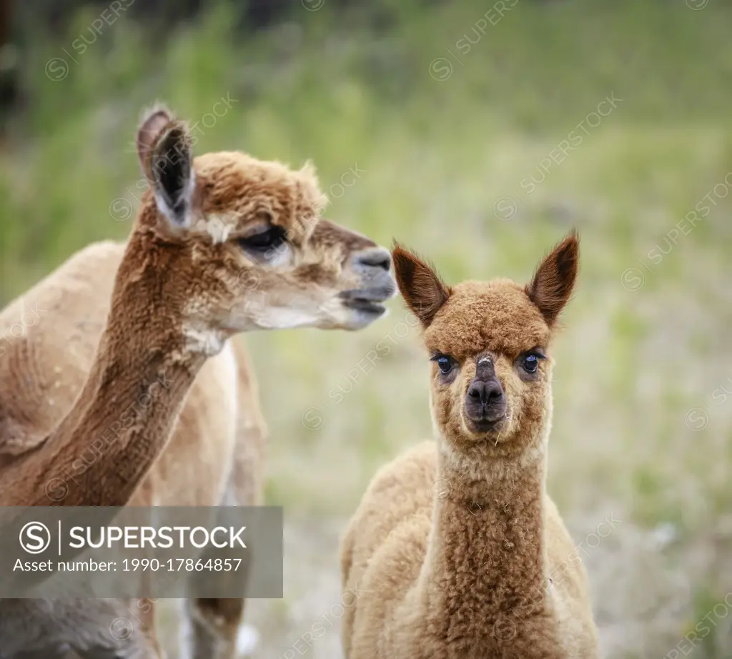 A yearling Alpaca with mother, Manitoba, Canada