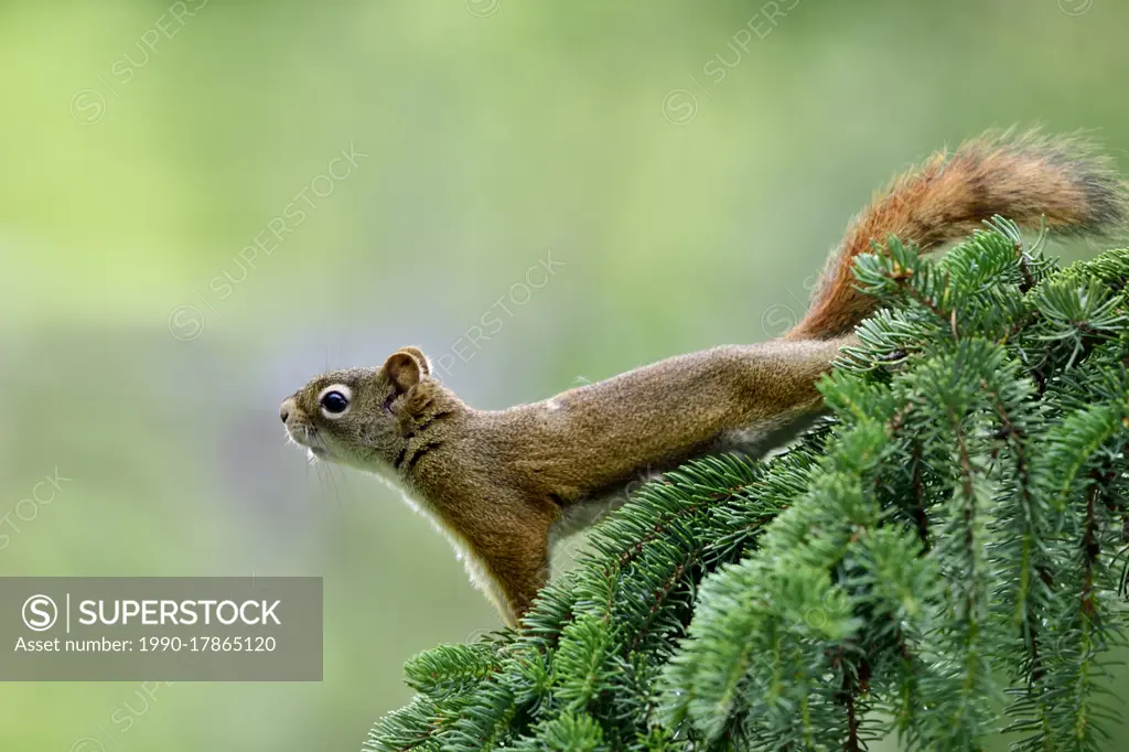 A side view of a young red squirrel 'Tamiasciurus hudsonicus', streched out on a green spruce tree branch in rural Alberta Canada.