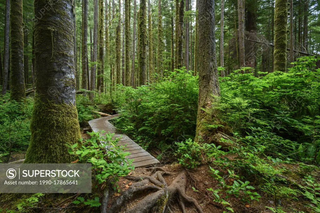 Avatar Grove, Port Renfrew, Vancouver Island, BC, Canada