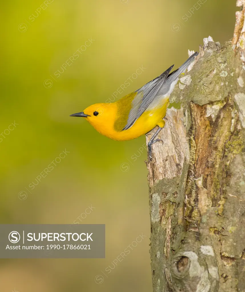 Prothonotary Warbler - (Protonotaria citrea)