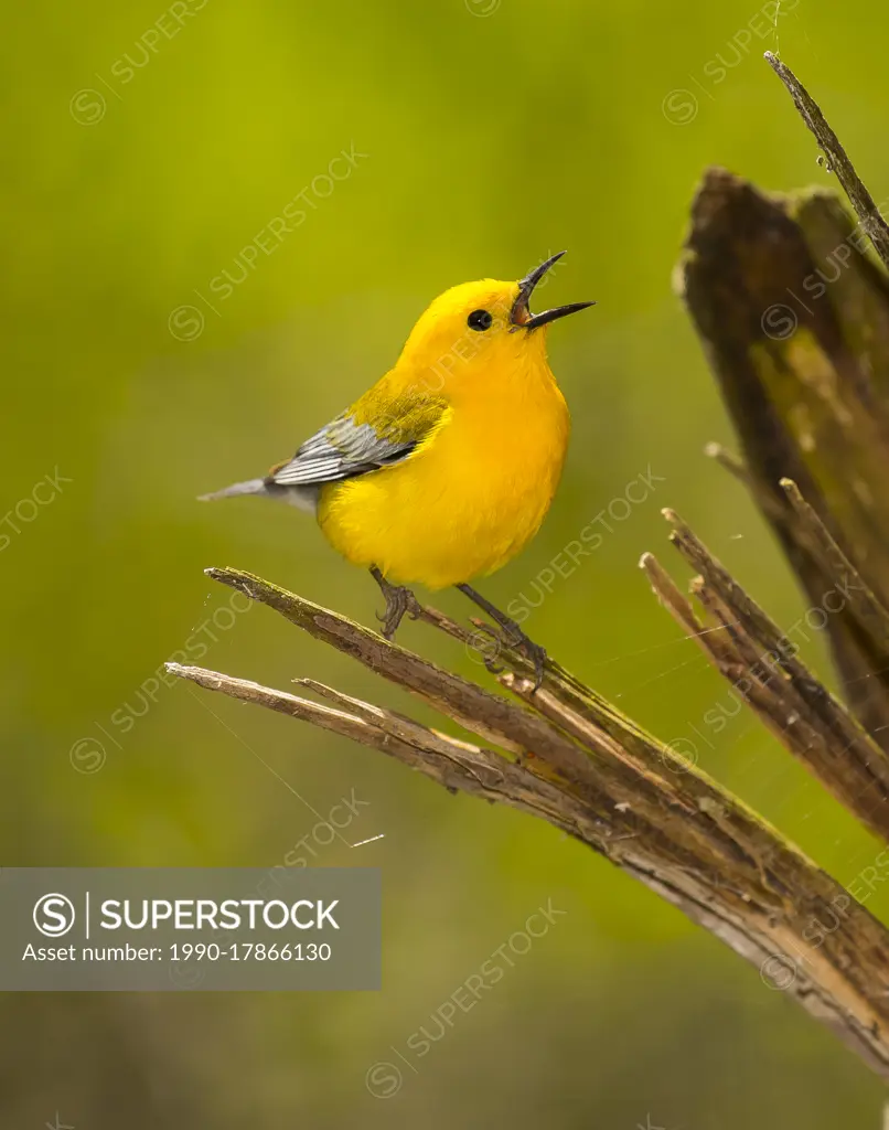 Prothonotary Warbler - (Protonotaria citrea)