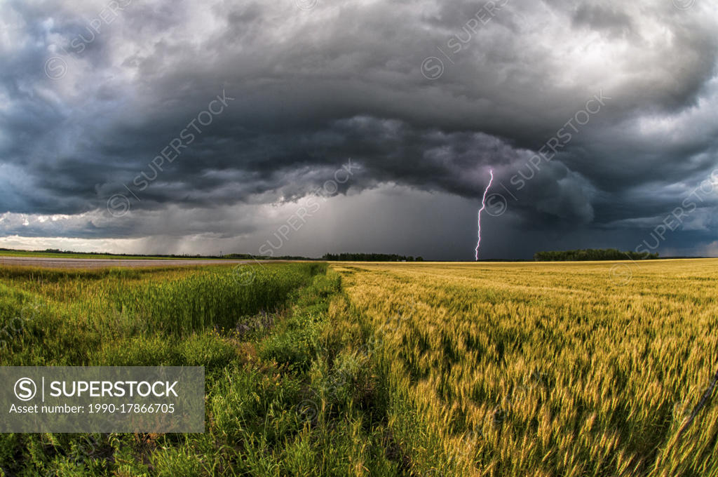 Storm with lightning over wheat field in southern rural Manitoba Canada ...