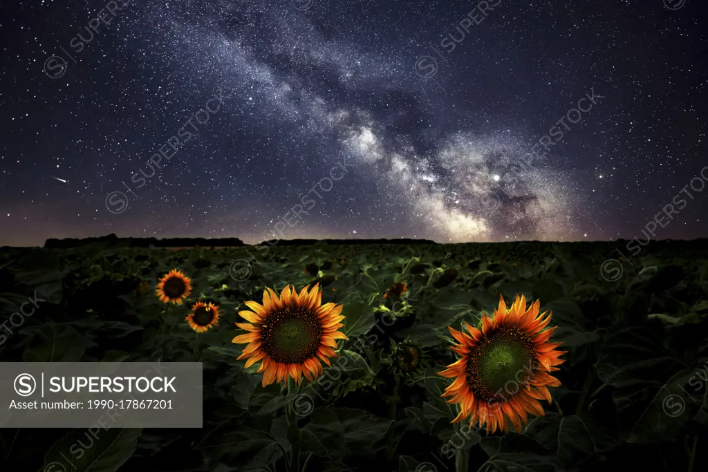Milkyway over sunflower field Manitoba Canada Composite image 2 exposures