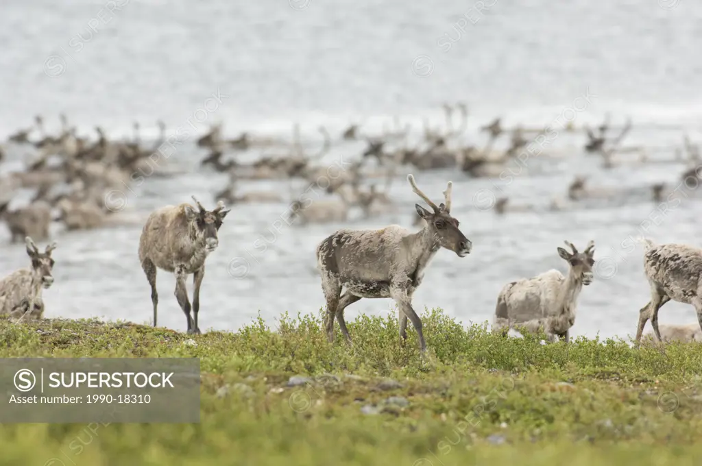 Barren_ground Caribou summer migration, Rangifer tarandus groenlandicus. North of Whitefish Lake, Northwest Territories, Canada