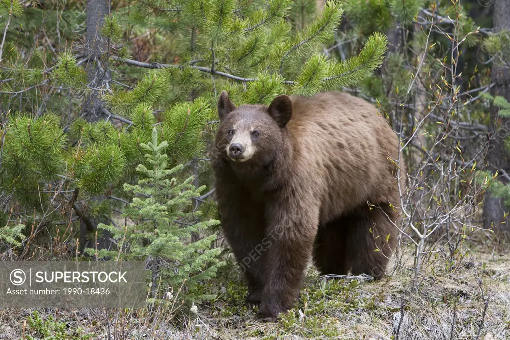 American black bear Ursus americanus, cinnamon phase, Jasper National Park, Alberta, Canada. The fur of black bears can range from black to brown or c...