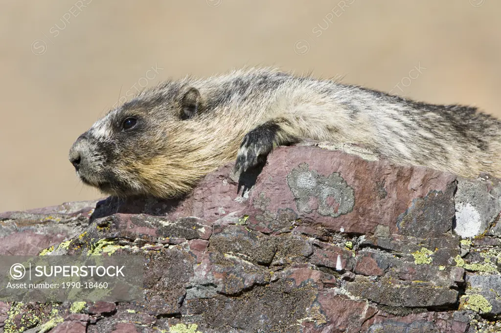 Hoary marmot Marmota caligata, sunbathing, Hidden Lake Overlook, Glacier National Park, Montana, USA.