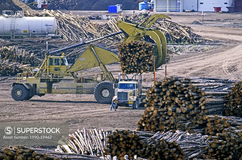 Logloader lifting a truck load of logs off a haul truck at a mill. Alberta, Canada