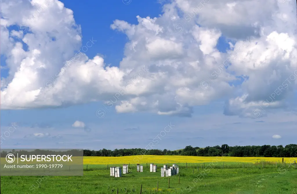 Beehives, Belmont, Manitoba, Canada