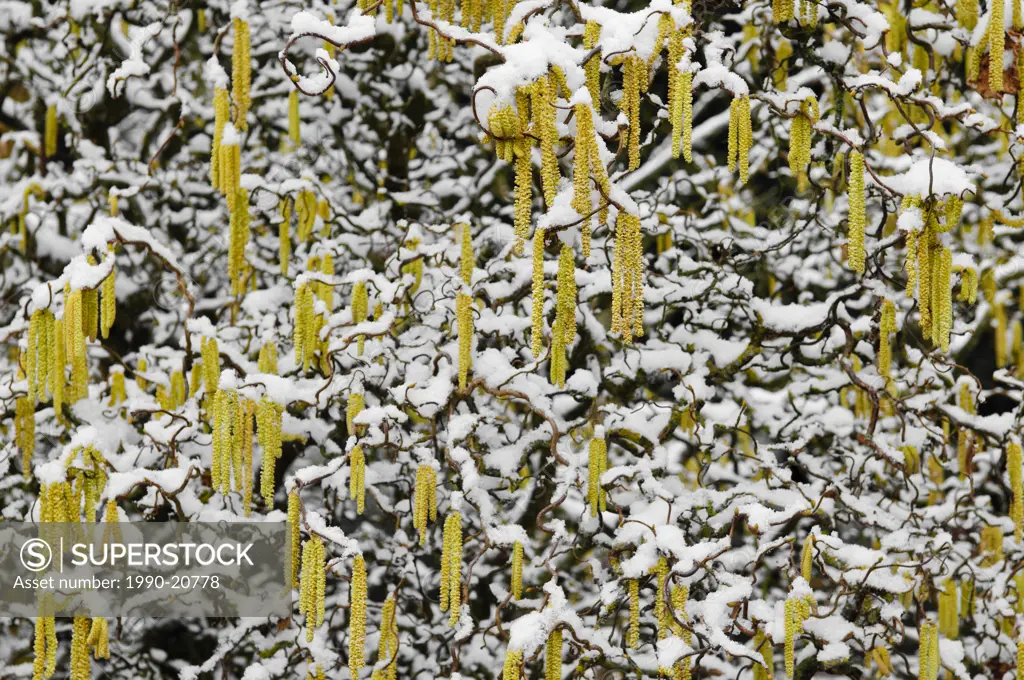 A Curly Hazelnut tree covered in snow.