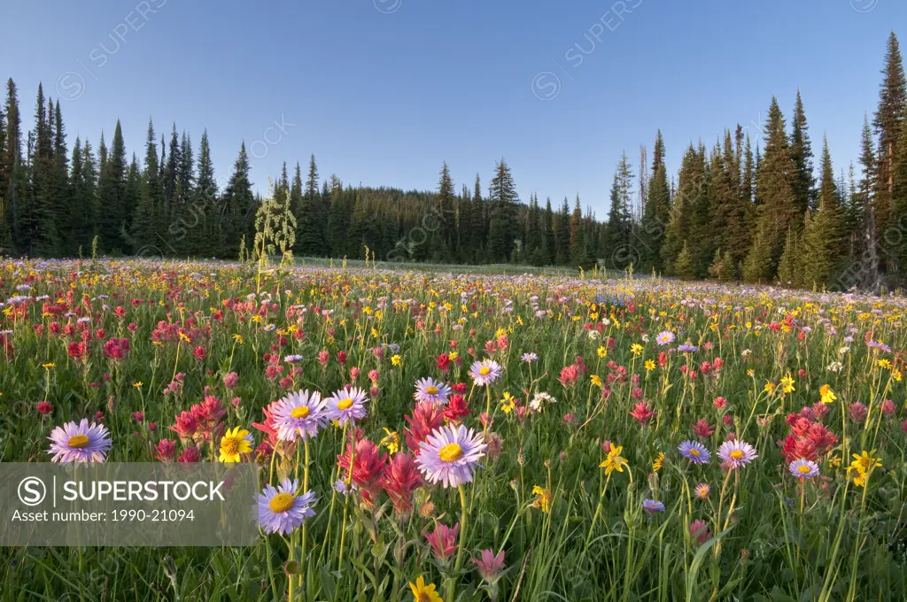 Wildflowers, Trophy Meadows, Wells Gray Provincial Park, BC, Canada