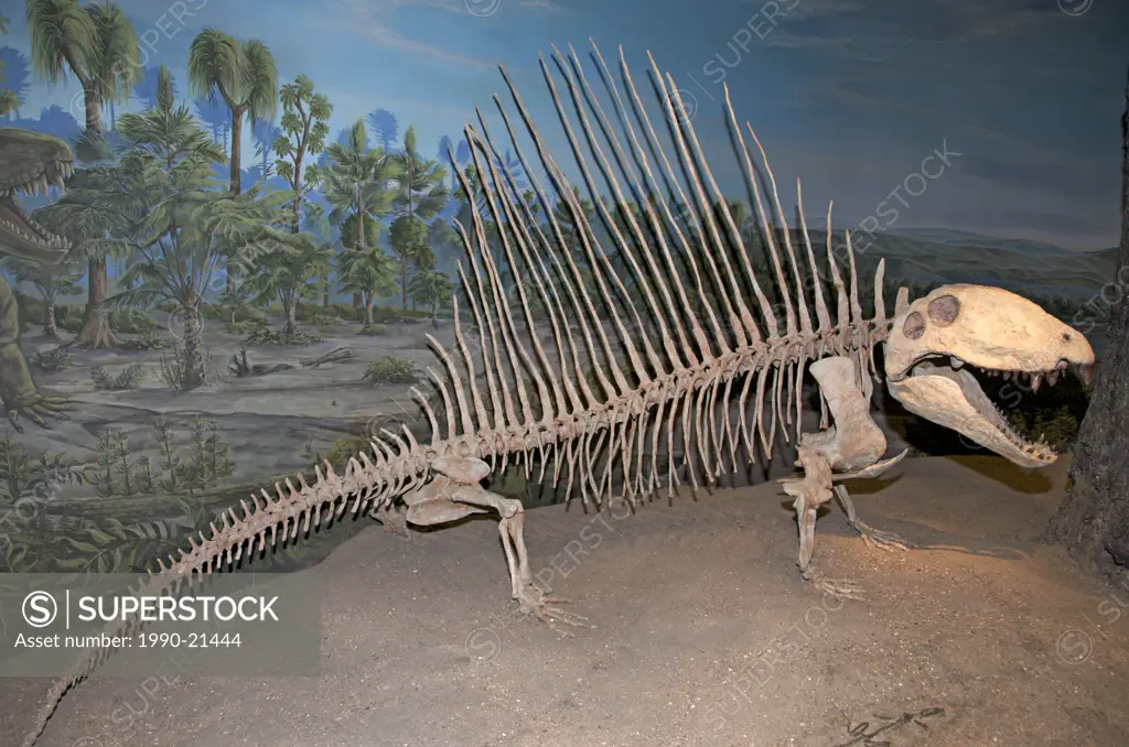 Dimetrodon skeleton from Permian period. The Permian is a geologic period and is the last period of the Paleozoic Era. Royal Tyrrell Museum, Drumhelle...