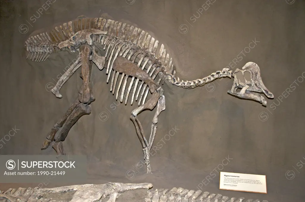 Skeleton of Hypacrosaurus dinosaur Hepacrosaurus altispinus. Late Cretaceous. Royal Tyrrell Museum, Drumheller, Alta, Canada