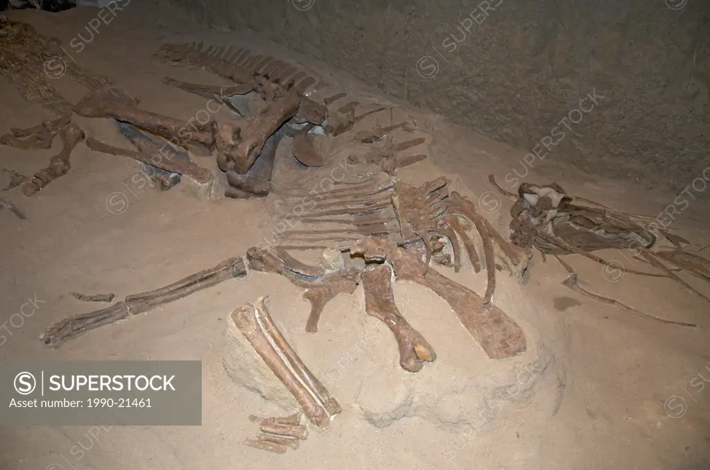 Skeleton of Gryposaurus incurvimanus. Dinosaur Provincial Park, Alta, Canada