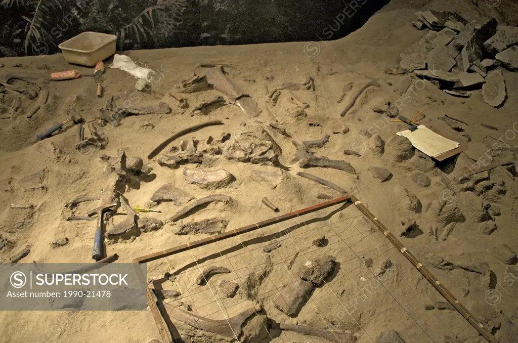 A Centrosaurus excavated bonebed from Dinosaur Provincial Park, Alberta. Displayed in Royal Tyrrell Museum, Drumheller, Alta. Canada