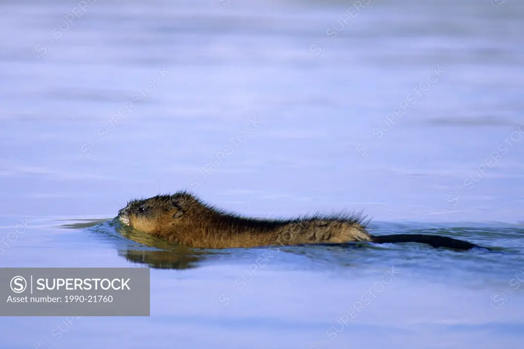 Swimming muskrat Ondatra zibethicus central Alberta, Canada