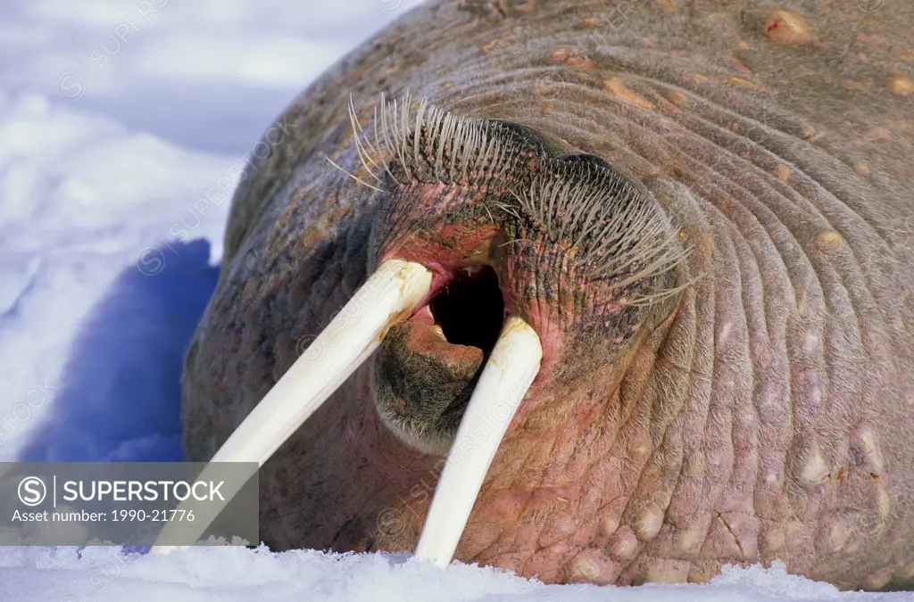 Yawning Atlantic walrus Odobenus rosmarus rosmarus on the pack ice, Svalbard Archipelago, Arctic Norway