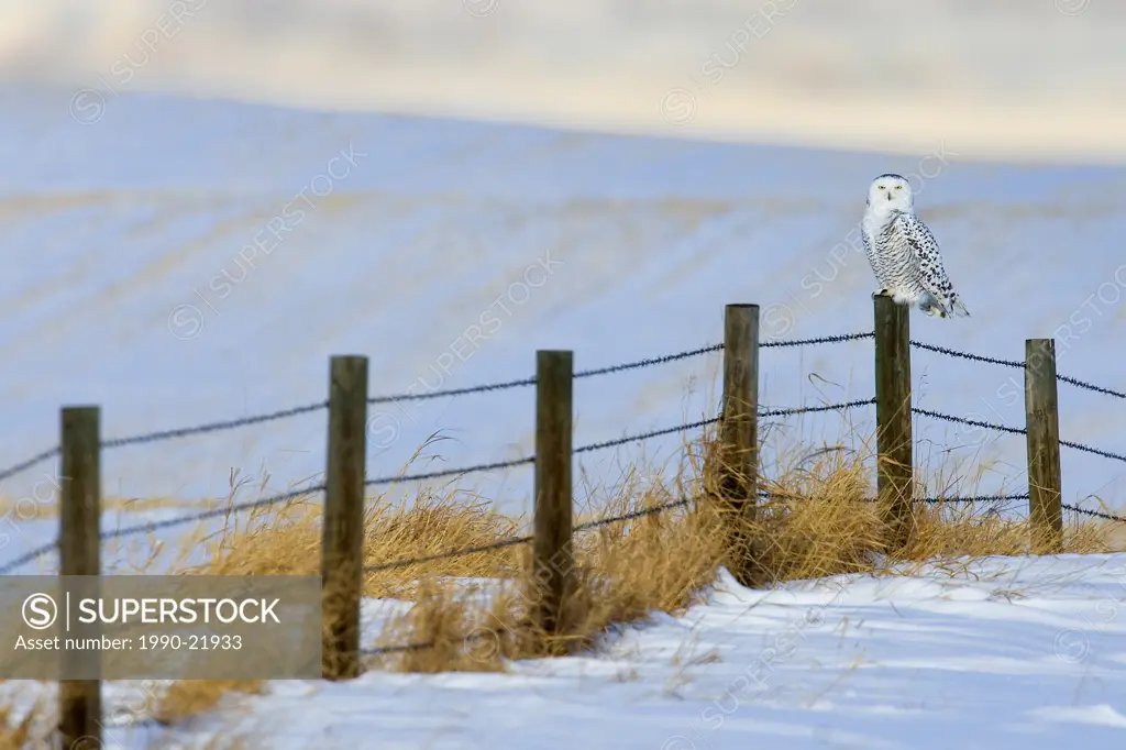 Adult female snowy owl Bubo scandiacus on its prairie wintering grounds in southern Alberta, Canada