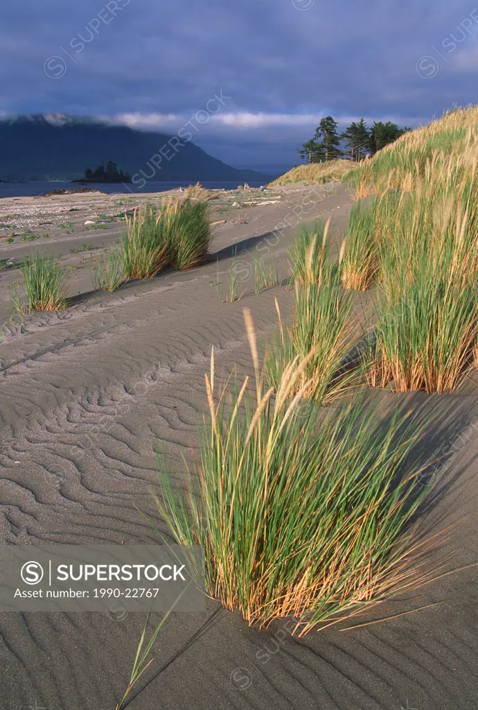 Whaler Island, sand dunes and grasses, Clayoquot Sound, Vancouver Island, British Columbia, Canada