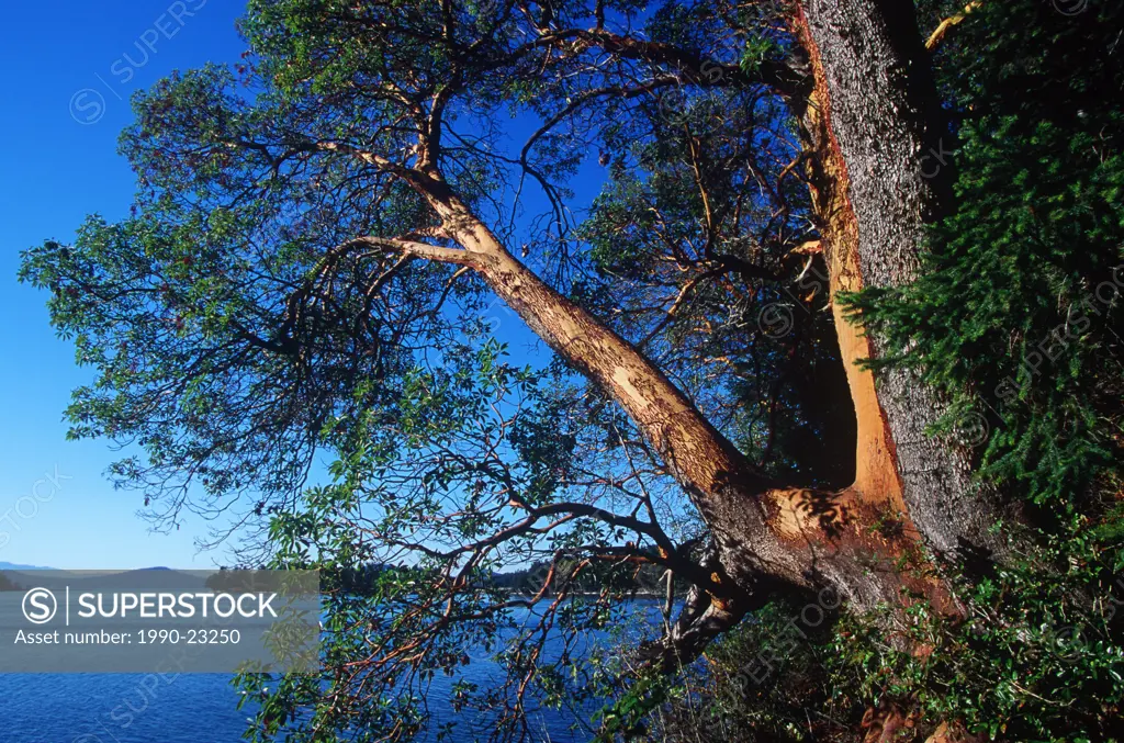 Gulf Islands, Saturna Island, view of Boat Passage at Winter Cove Park, arbutus tree, British Columbia, Canada