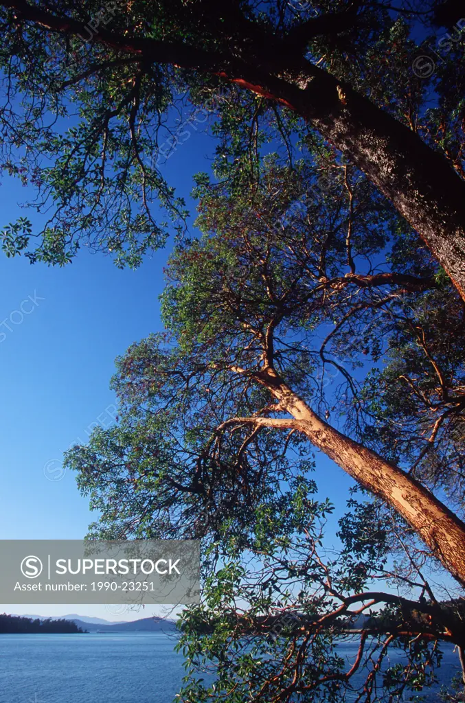 Gulf Islands, Saturna Island, view of Boat Passage at Winter Cove Park, arbutus tree, British Columbia, Canada