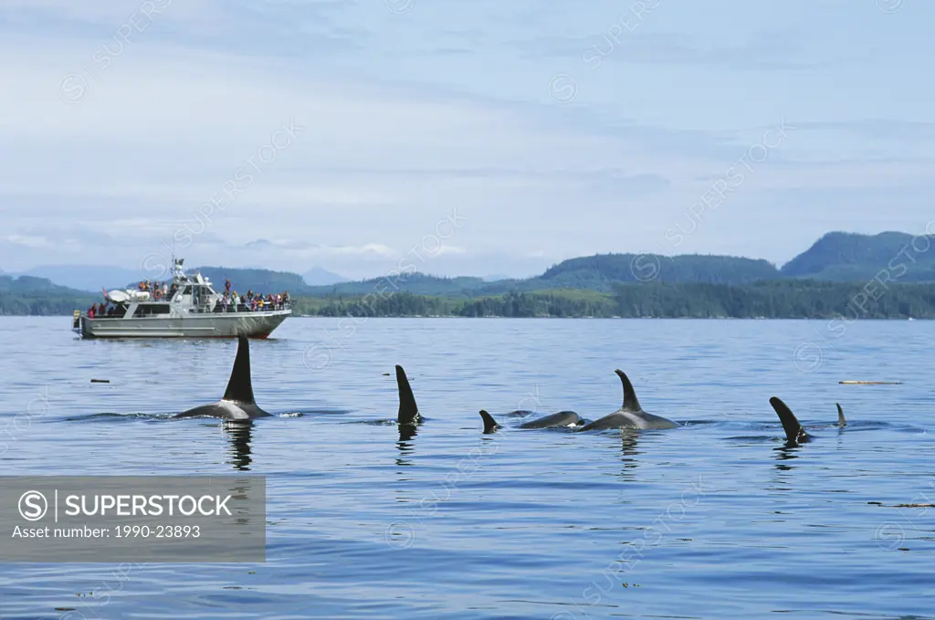 Killer whales orcinus orca, Johnstone Strait with stubbs charters watching vessel, British Columbia, Canada