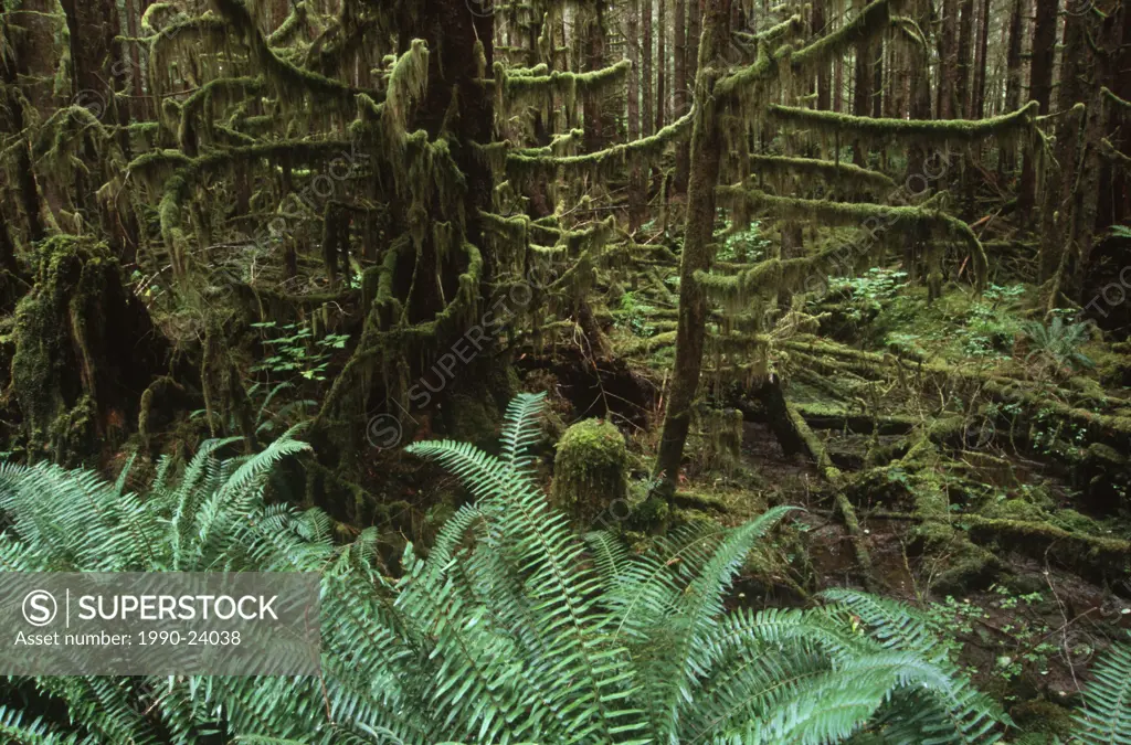 Queen Charlotte Islands - Hadia Gwaii, moss covered spruce with sword ferns, British Columbia, Canada