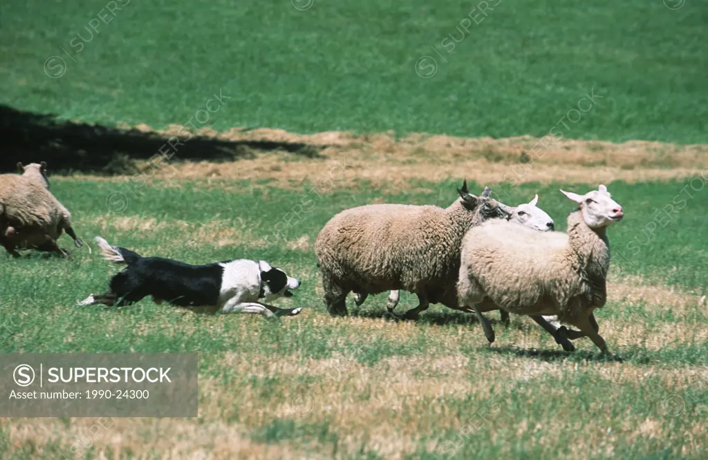 Sheepdog trials, border collie herds sheep, British Columbia, Canada