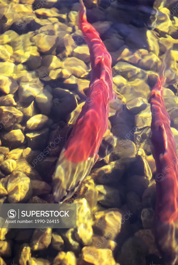 Sockeye salmon preparing to spawn, Nadina River Spawning Channel, British Columbia, Canada