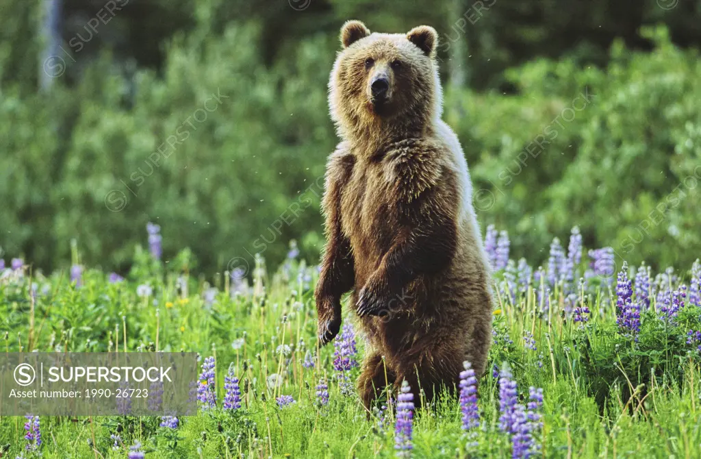 Standing grizzly bear, northern British Columbia, Canada