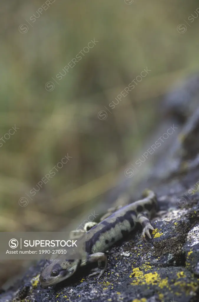 The Tiger Salamander Ambystoma tigrinum is a very rare salamander in BC  It is restricted in distribution to the grasslands of the Okanagan Valley, Br...