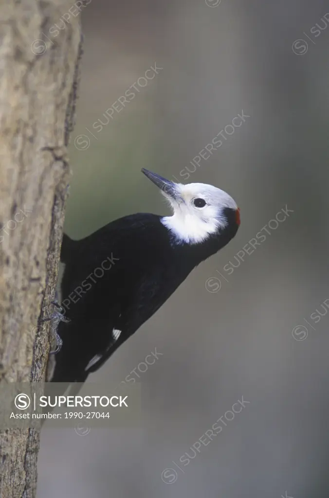 The male White Headed Woodpecker Picoides albolarvatus is BCs rarest woodpecker  It inhabits old growth ponderosa pine ecosystems in the south Okanag...