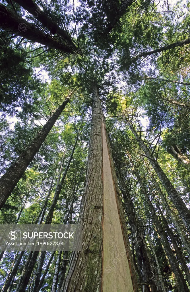 Culturally Modified Tree or CMT, a cedar that has had a section of its bark stripped off by First Nations´ people for medicinal or cultural use  This ...