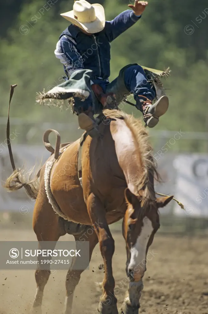 Bronco rider at Kispiox Valley rodeo, Kispiox, British Columbia, Canada