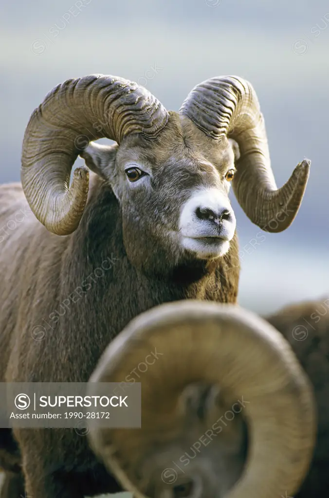 Rocky Mountain Bighorn Sheep rams, Jasper National Park, Alberta, Canada