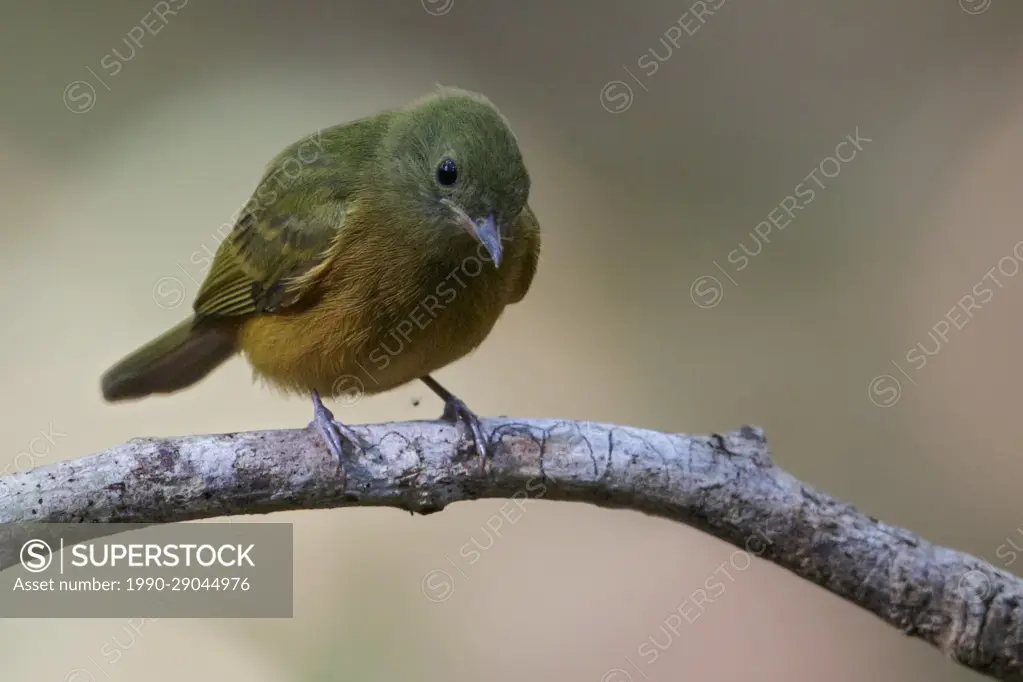 Ochre-bellied Flycatcher (Mionectes oleagineus) perched on a branch in the Amazon of Brazil.