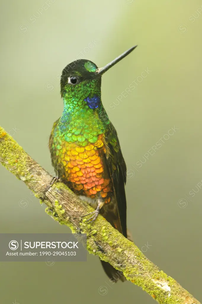 Golden-bellied Starfrontlet (Coeligena bonapartei) perched on a branch in the mountains of Colombia, South America.