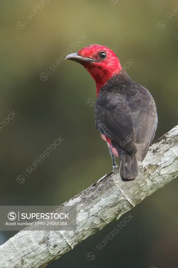 Crimson Fruitcrow (Haematoderus militaris) perched on a branch in the rainforest of Guyana.