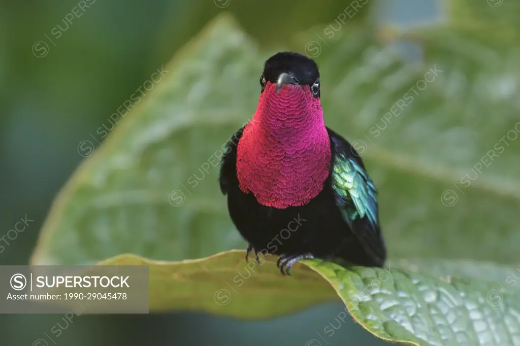Purple-throated Carib (Eulampis jugularis) perched on a branch on the Caribbean Island of Martinique.
