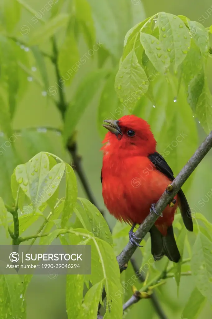 Scarlet Tanager (Piranga olivacea) perched on a branch in Ontario, Canada.